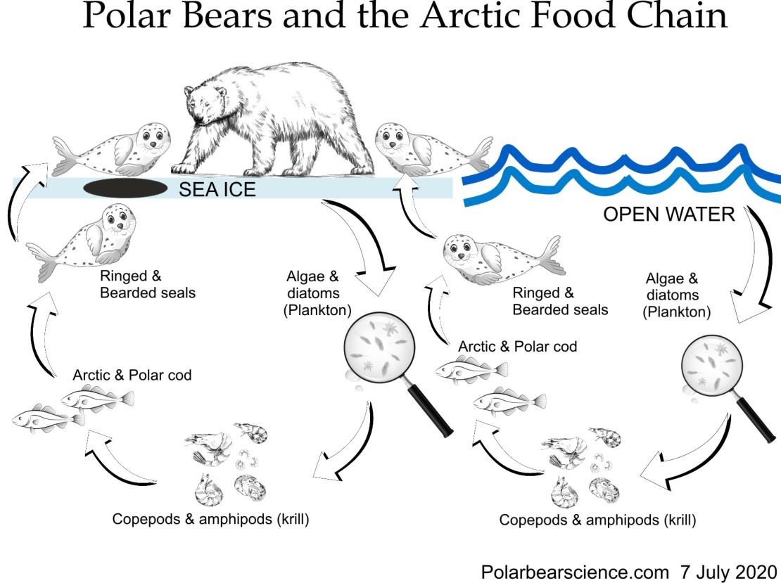 Oso polar en la cima de la cadena alimentaria del Ártico 7 julio 2020