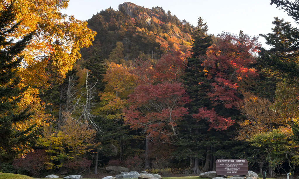 Una foto de los colores de las hojas de otoño en Linville Peak en Grandfather Mountain