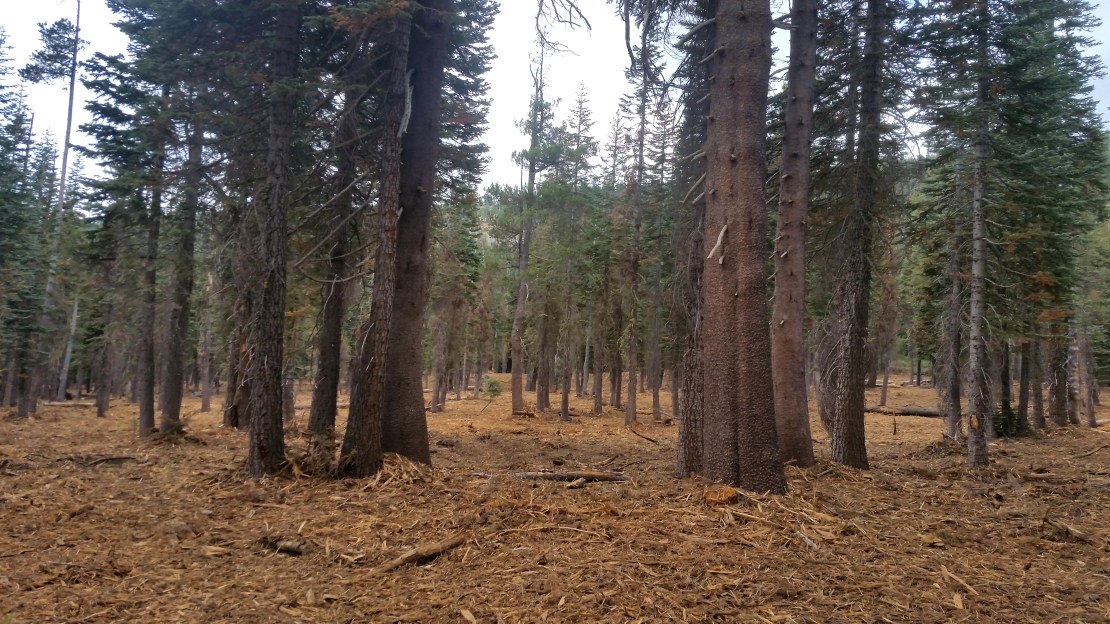 1670085333 20 Restaurar los bosques de California para reducir los riesgos de