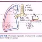 cambios en la ventilacion pulmon