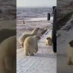 ten fat polar bears filmed raidi